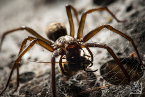 Tegenaria Atrica – Giant house spider