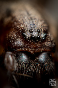 Tegenaria Atrica – Giant house spider Extreme Macro