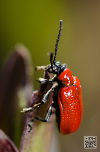 Lilioceris Lilii – Scarlet Lily beetle